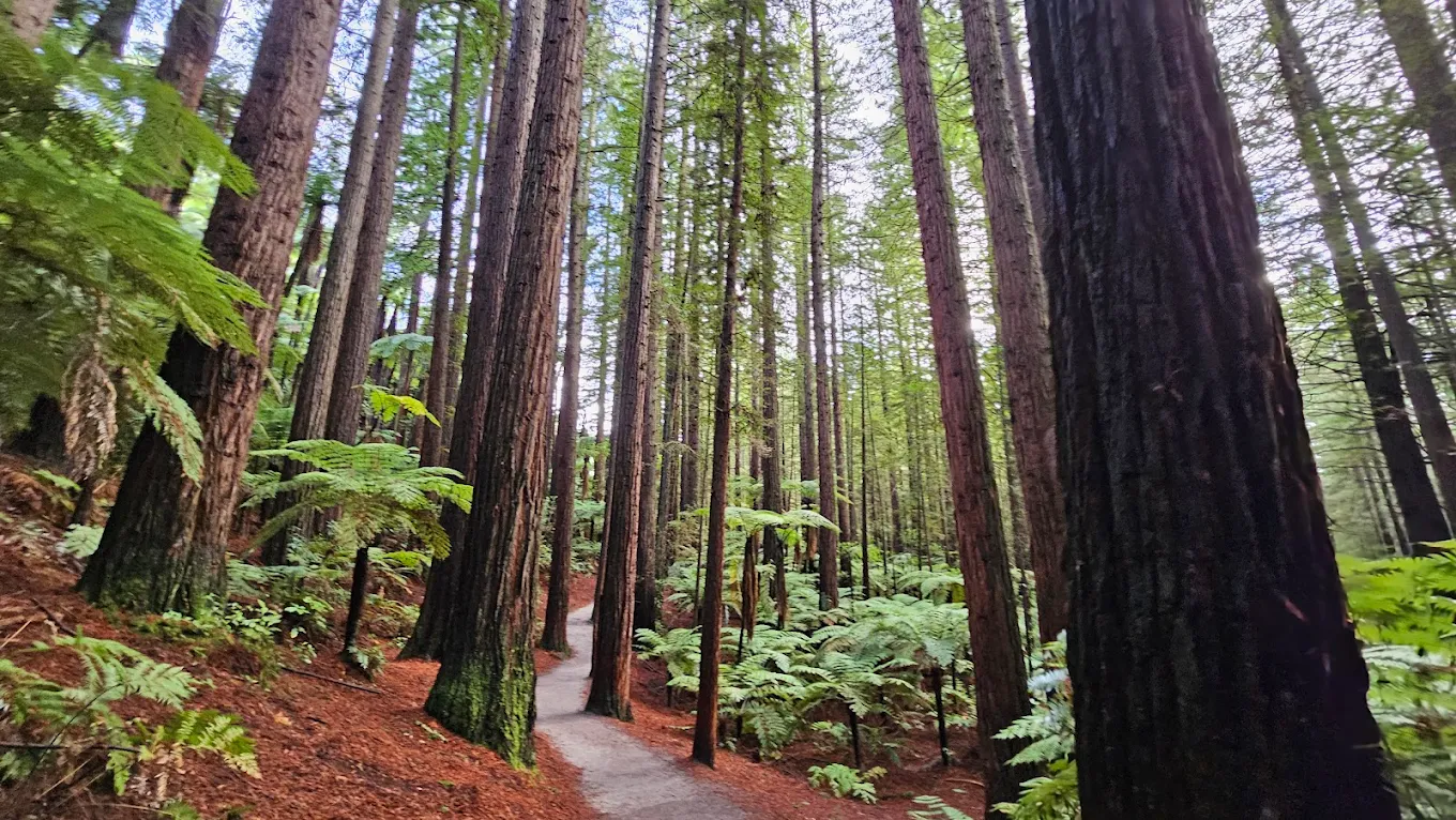 Redwoods Treewalk