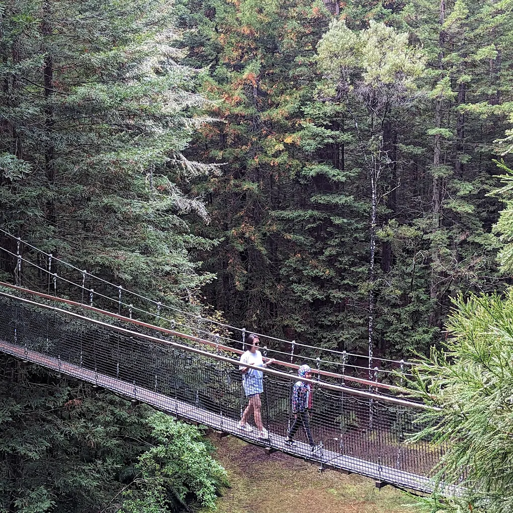 Redwoods Treewalk